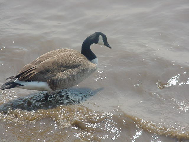 Photography by tweetybirdfan222 for DesignCrowd (Community Contests) | Design #9040895