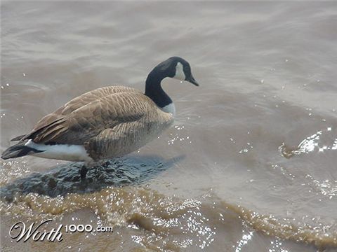 Photography by tweetybirdfan222