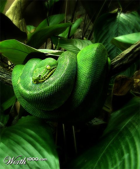 Photography by Jethrolutt