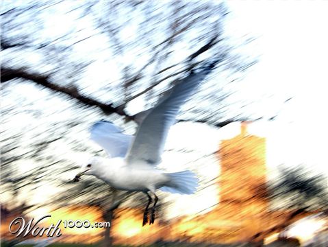 Photography by V1ctorya