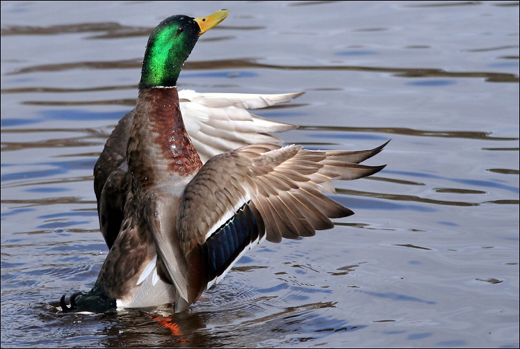 Fotografía por razzberry para DesignCrowd (Community Contests) | Diseño #9040908