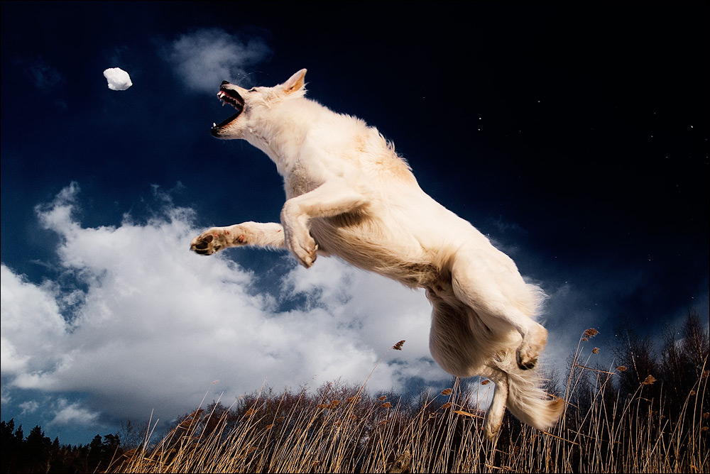 Photography by meerkat2 for DesignCrowd (Community Contests) | Design #9040951