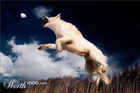 Photography by meerkat2