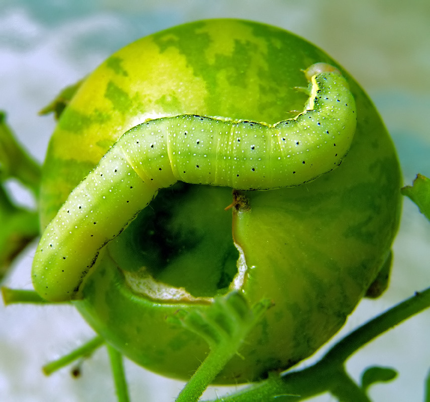 Fotografie von bobblainey für DesignCrowd (Community Contests) | Design #9049717