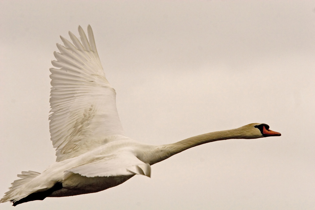 Photography by jiwasz for DesignCrowd (Community Contests) | Design #9041103