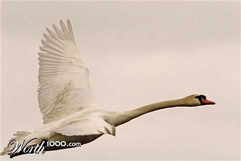 Photography by jiwasz