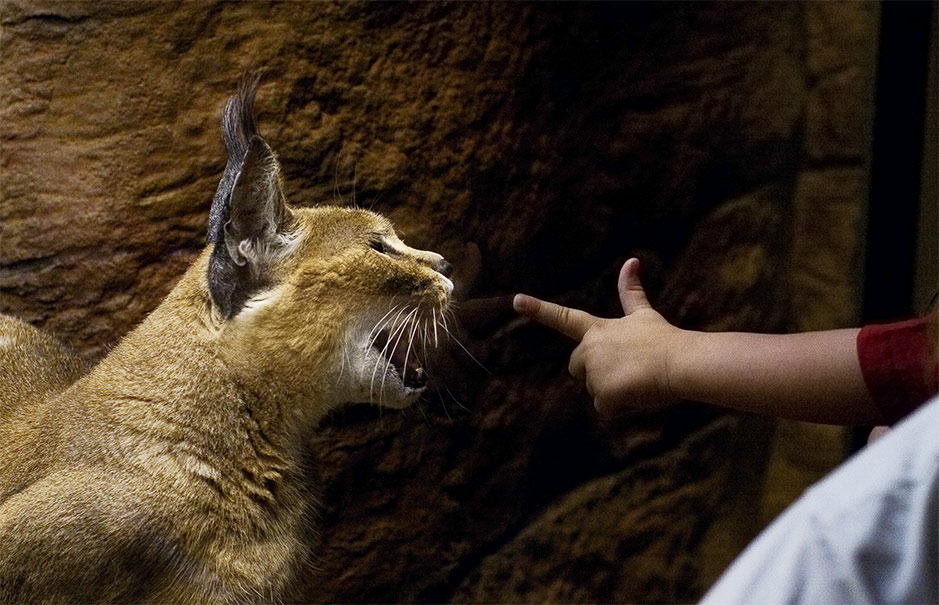 Fotografie von ChronicPest für DesignCrowd (Community Contests) | Design #9041120