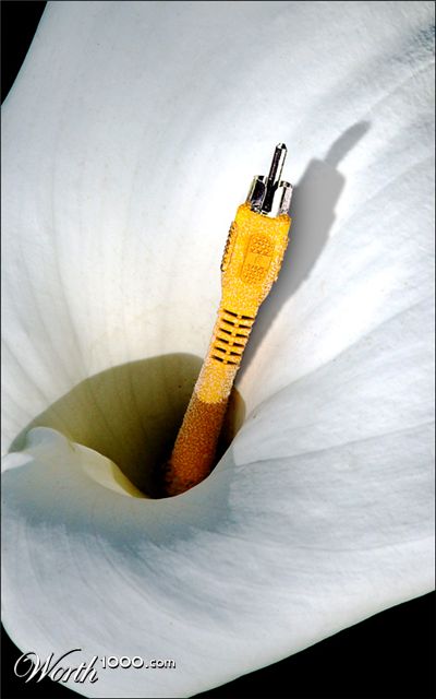 Photoshop Design by davidberettaowens