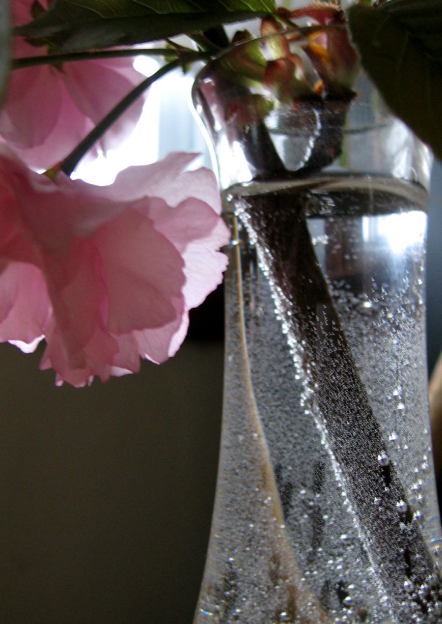 Photography by jennsee for DesignCrowd (Community Contests) | Design #9040595