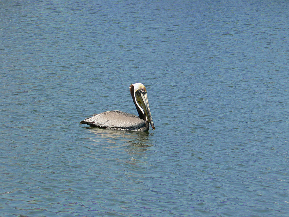 Photographie par StevieM pour DesignCrowd (Community Contests) | Design #9039069