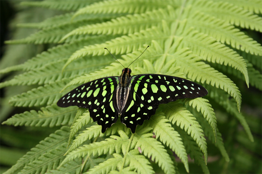 Photography by lardus for DesignCrowd (Community Contests) | Design #9049810