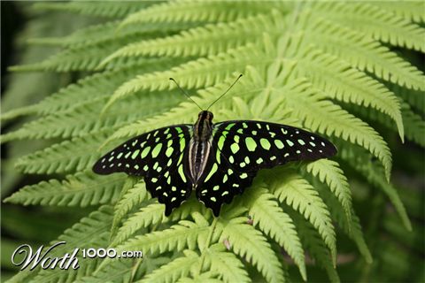 Photography by lardus