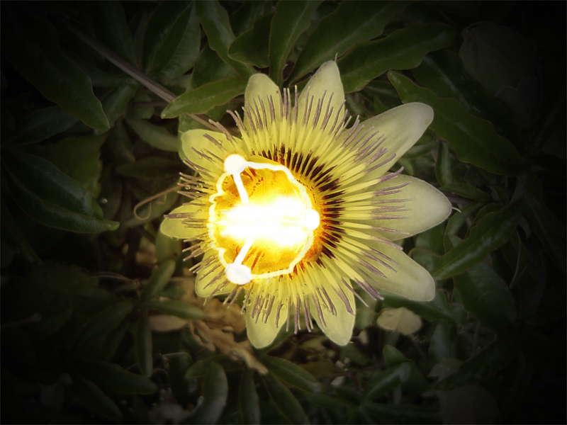 Photoshop Design by hymerion for DesignCrowd (Community Contests) | Design #9053738