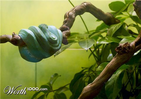 Photography by ChronicPest