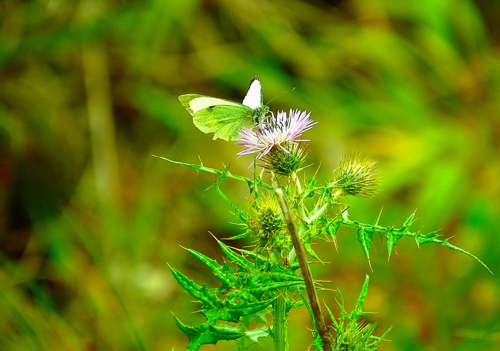 Fotografie von peixoto für DesignCrowd (Community Contests) | Design #9049949