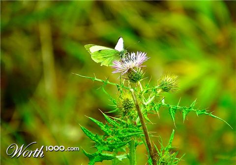 Photography by peixoto