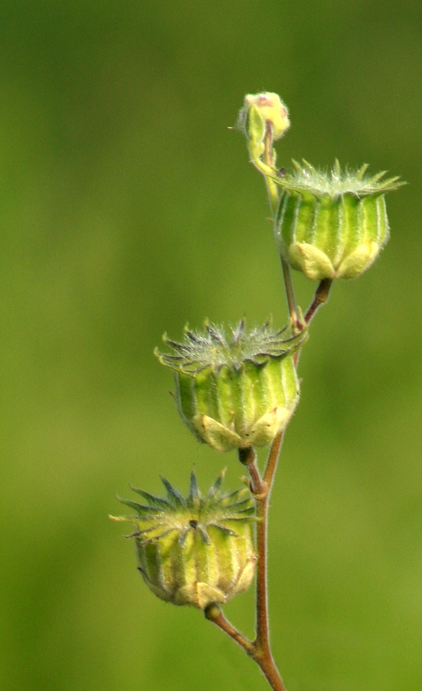 Photography by rdchdwck for DesignCrowd (Community Contests) | Design #9039058