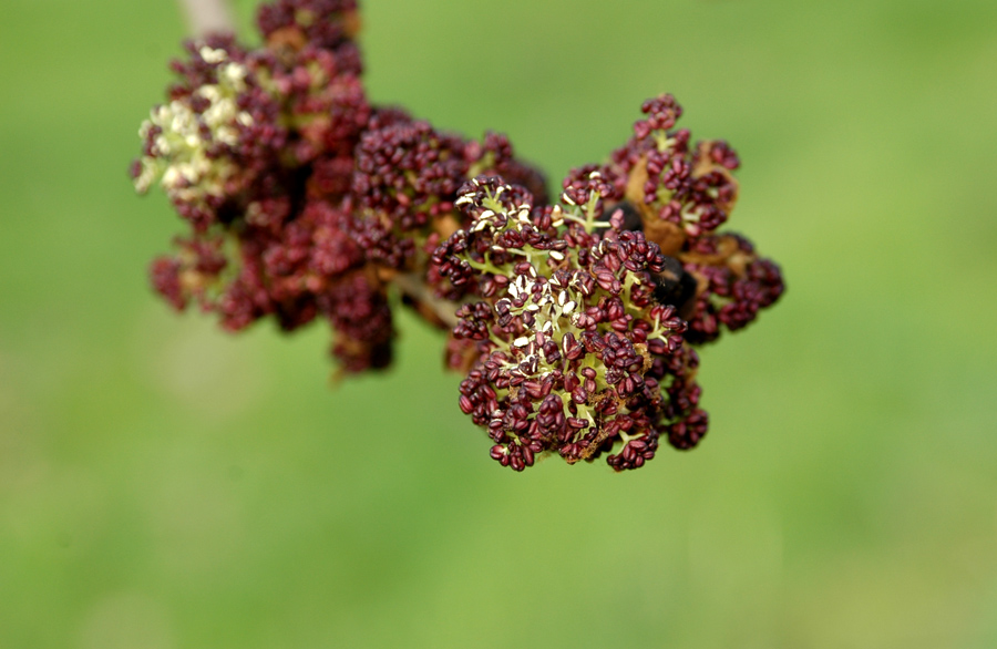 Fotografía por TrendyWendy para DesignCrowd (Community Contests) | Diseño #9039252