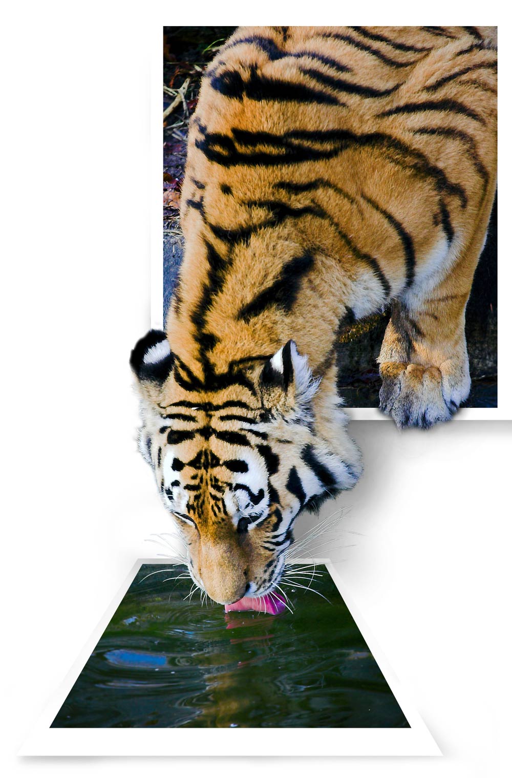 Diseño de Photoshop por MammaBee para DesignCrowd (Community Contests) | Diseño #9039344