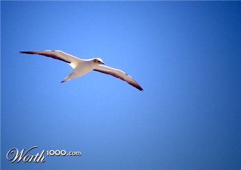 Photography by octopulse