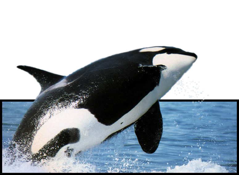 Photoshop Design by mar0was for DesignCrowd (Community Contests) | Design #9039358