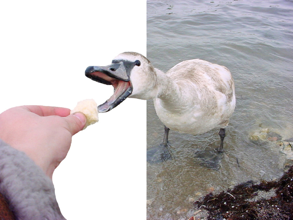 Photoshop-Design von crownoctavo für DesignCrowd (Community Contests) | Design #9039375