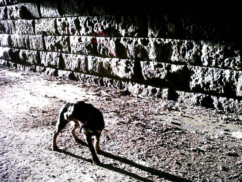 Fotografía por fabfella10 para DesignCrowd (Community Contests) | Diseño #9039207