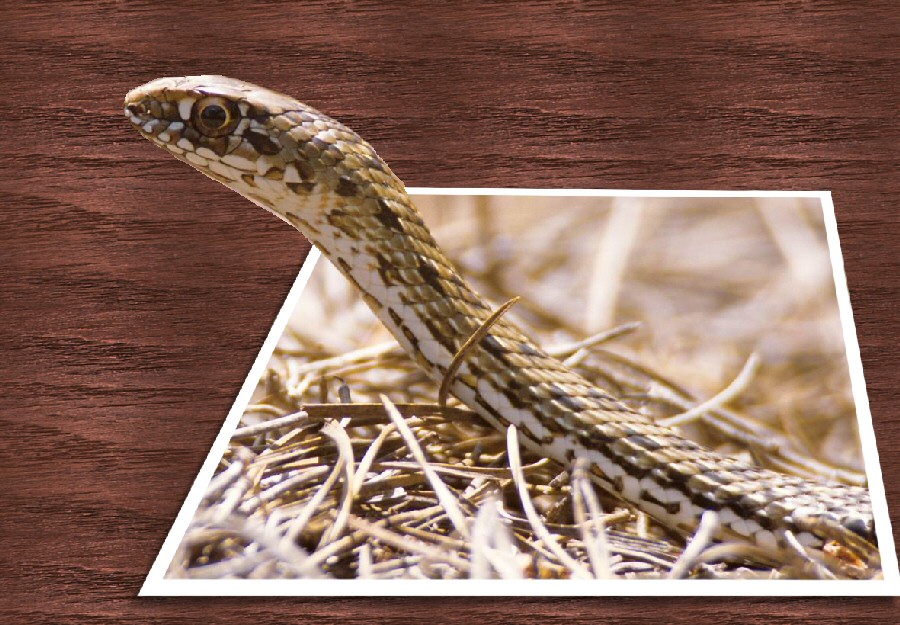 Design Photoshop par TheMangledBadger pour DesignCrowd (Community Contests) | Design #9039446