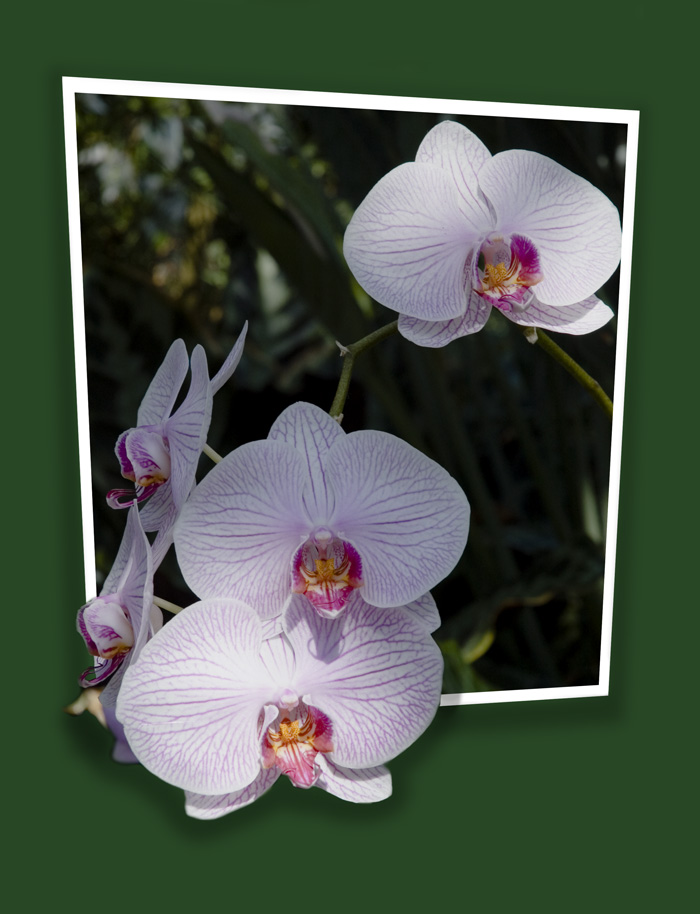 Photoshop Design by Joanne25 for DesignCrowd (Community Contests) | Design #9039423