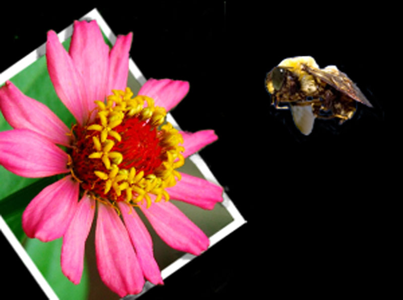 Photoshop Design by babydoll3410 for DesignCrowd (Community Contests) | Design #9039410