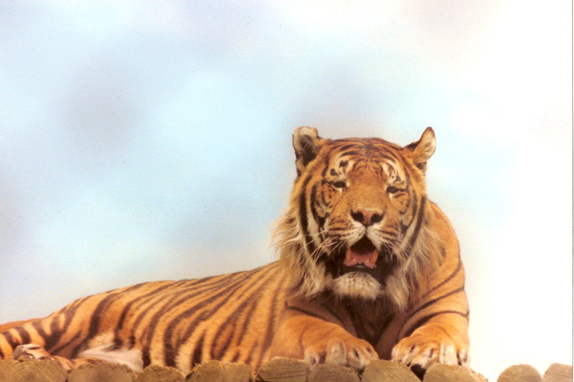 Fotografie von ada1621 für DesignCrowd (Community Contests) | Design #9039267