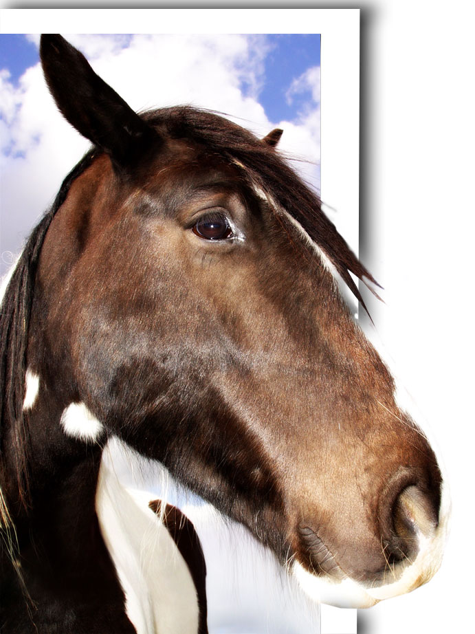 Photoshop Design by deaddonkeysrule for DesignCrowd (Community Contests) | Design #9039471