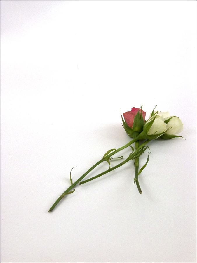 Photography by NanMac480 for DesignCrowd (Community Contests) | Design #9039237