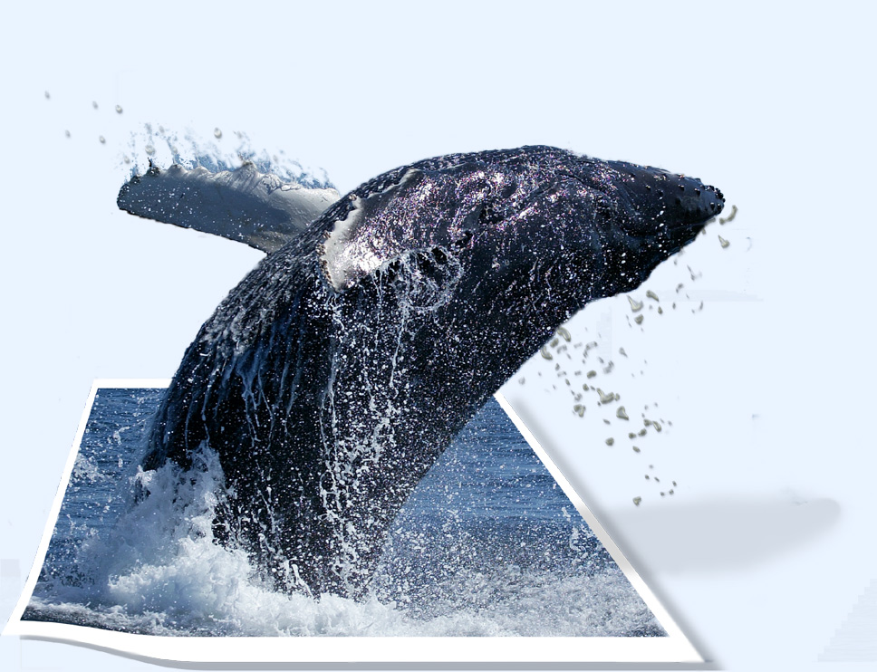 Photoshop-Design von Bootee für DesignCrowd (Community Contests) | Design #9039864