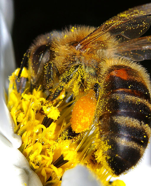 Fotografía por smarti77 para DesignCrowd (Community Contests) | Diseño #9056129