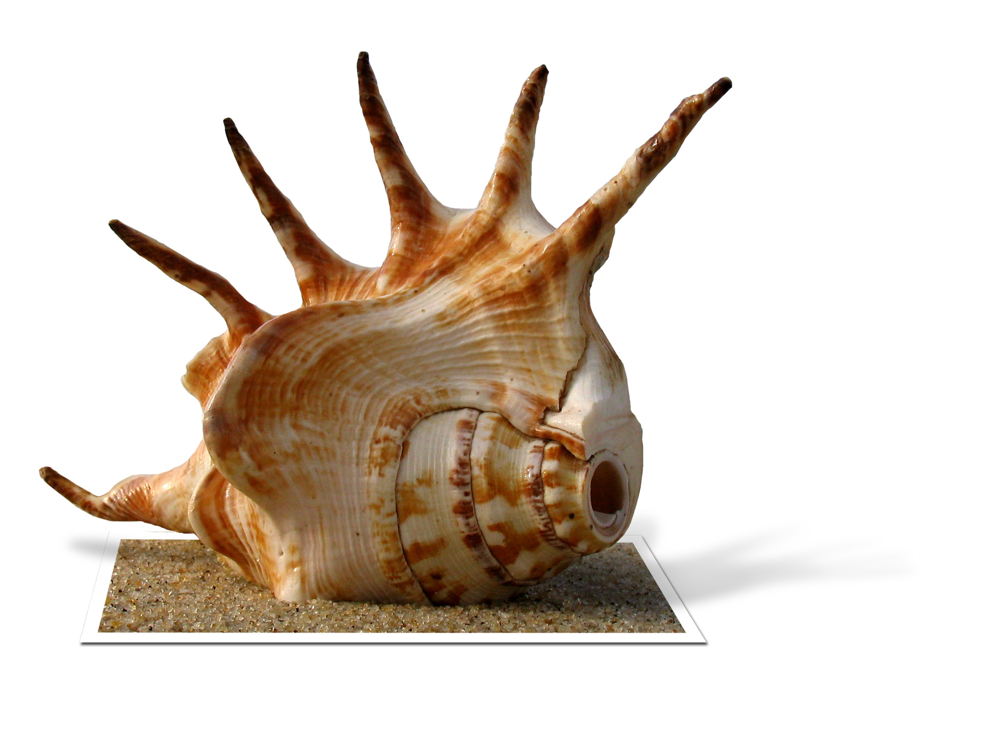 Photoshop Design by loress for DesignCrowd (Community Contests) | Design #9039570