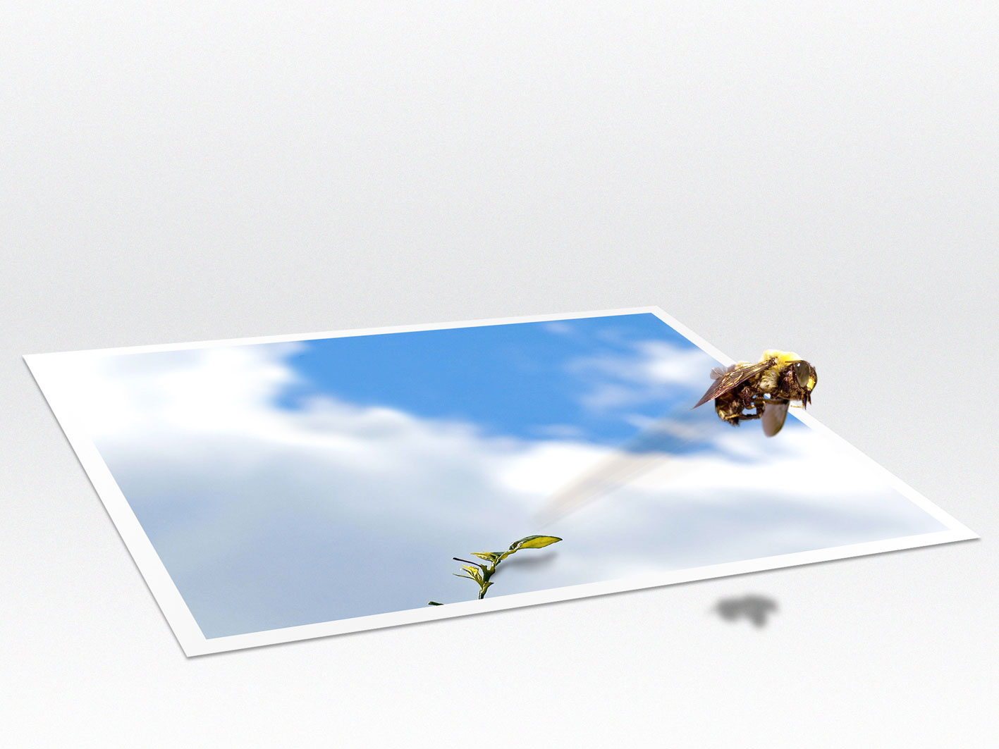 Photoshop Design by cadualbiero for DesignCrowd (Community Contests) | Design #9039605