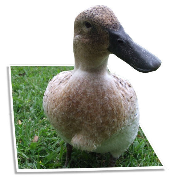 Photoshop Design by Ruberduck for DesignCrowd (Community Contests) | Design #9039779