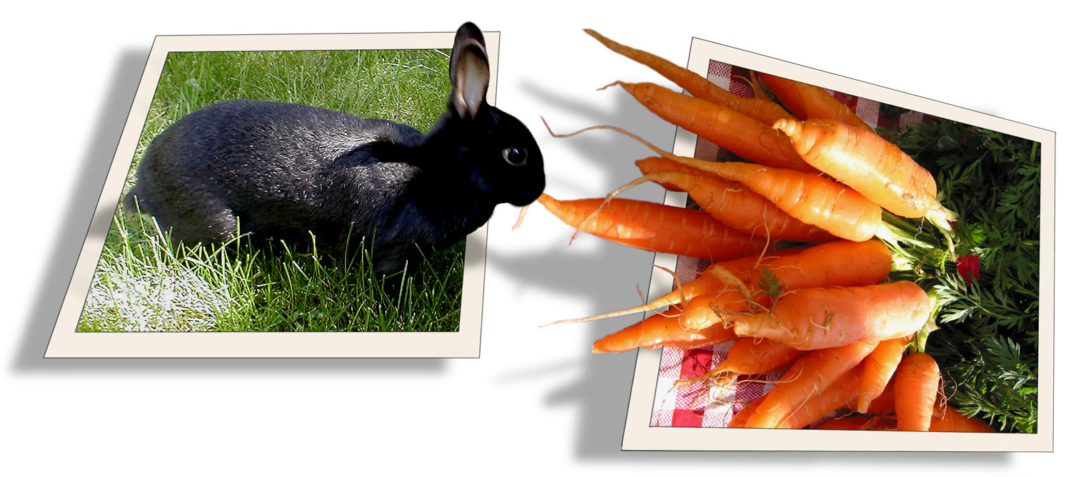 Photoshop Design by EvilRabbit2 for DesignCrowd (Community Contests) | Design #9039714