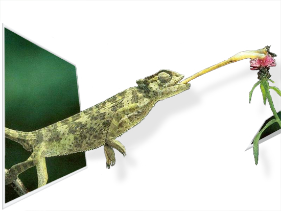 Design Photoshop par gali22 pour DesignCrowd (Community Contests) | Design #9039724