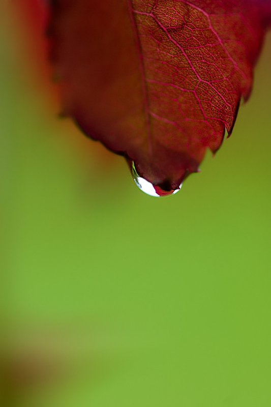 Photography by MerlinFoto for DesignCrowd (Community Contests) | Design #9039384