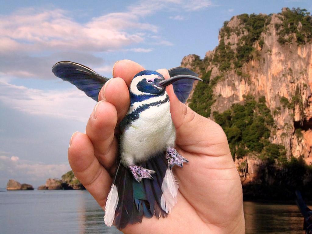 Photoshop Design by sugarcane for DesignCrowd (Community Contests) | Design #9049762