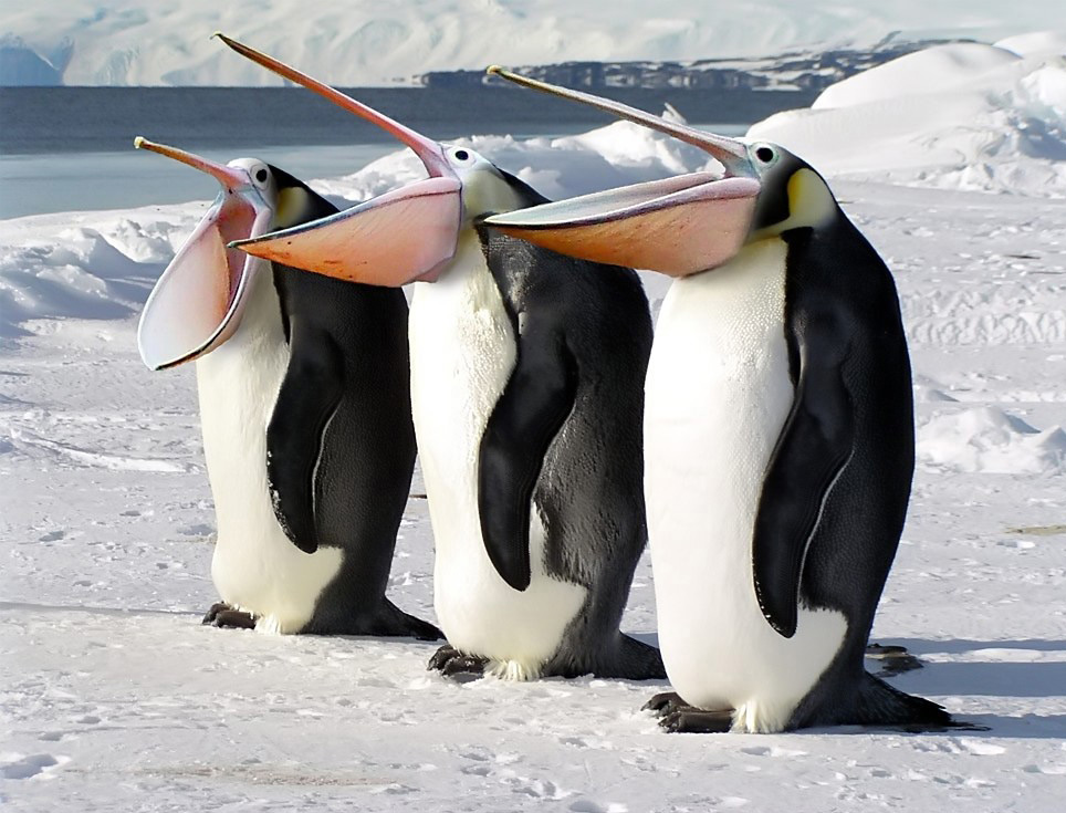 Photoshop Design by ozplasmic for DesignCrowd (Community Contests) | Design #9049726