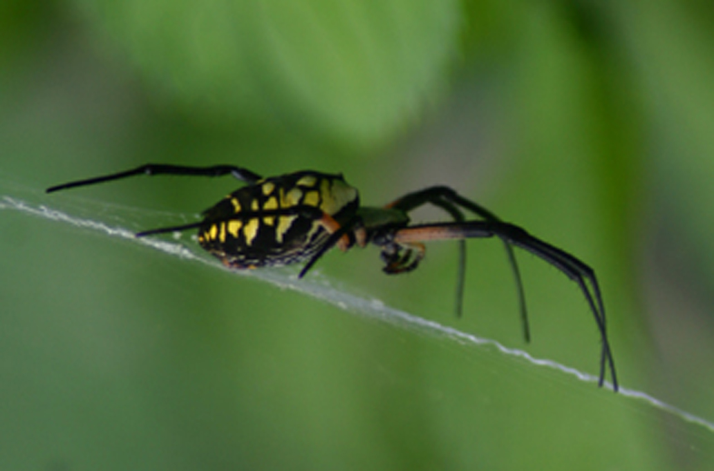 Photography by sluggo40 for DesignCrowd (Community Contests) | Design #9056197