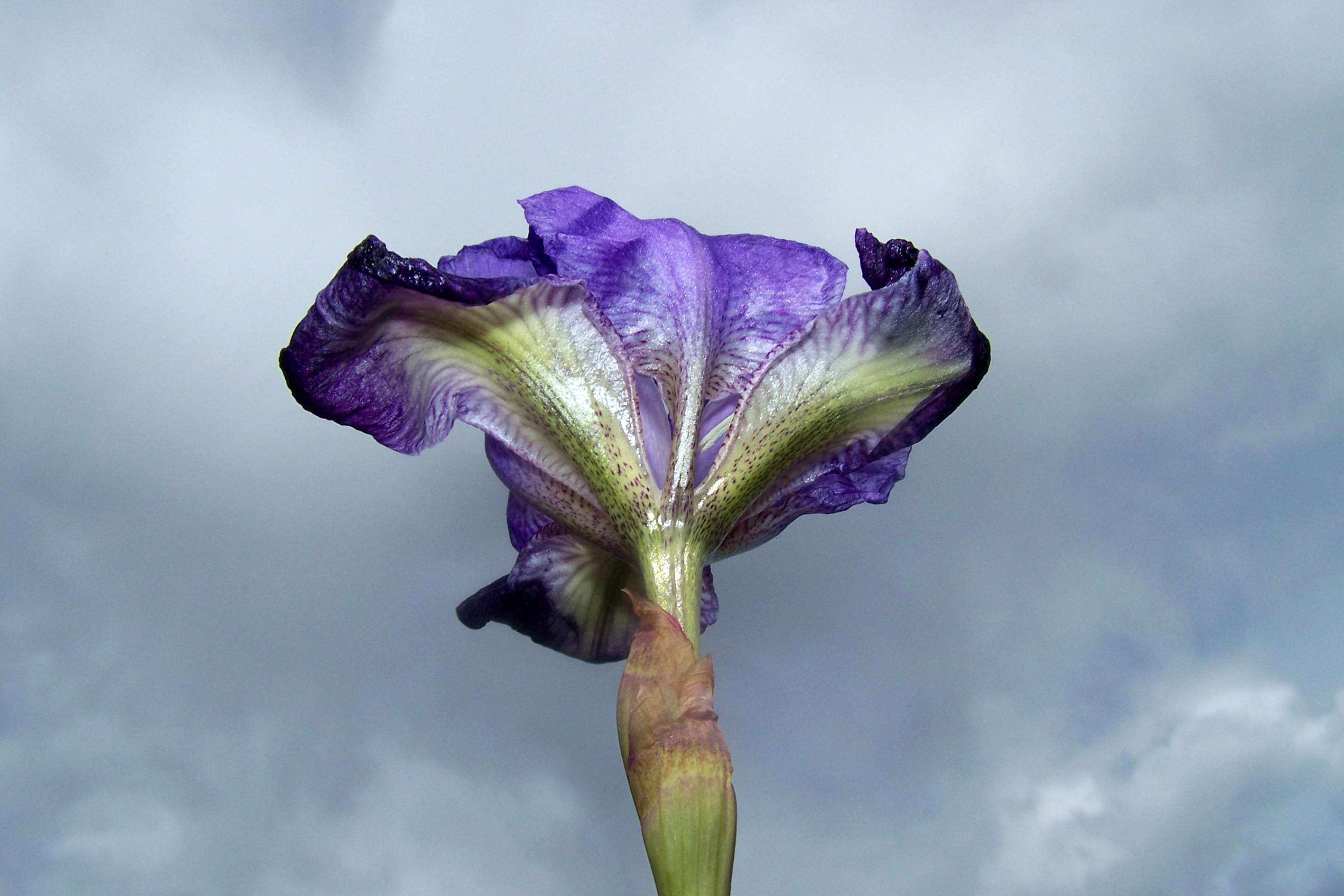 Photography by Mathavious for DesignCrowd (Community Contests) | Design #9039444