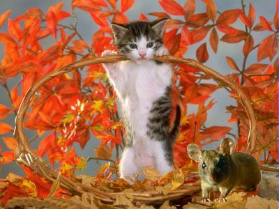 Photoshop Design by pritambijlani for DesignCrowd (Community Contests) | Design #9049138