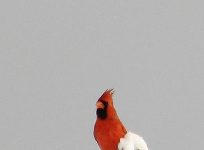 Photography by angel2kiss for DesignCrowd (Community Contests) | Design #9039329