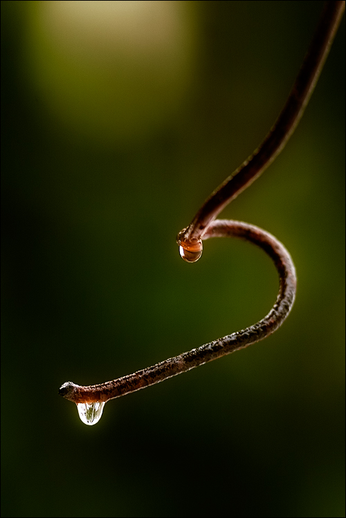 Photography by meerkat2 for DesignCrowd (Community Contests) | Design #9039374