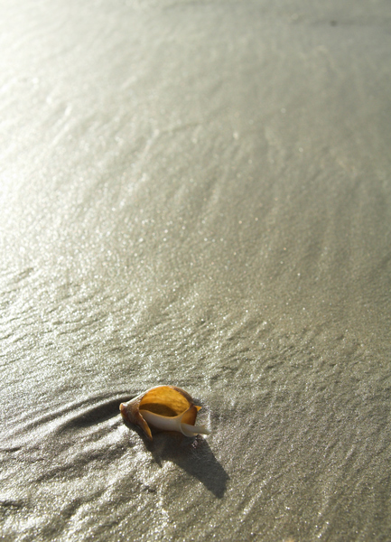 Photography by steveNewby for DesignCrowd (Community Contests) | Design #9039391