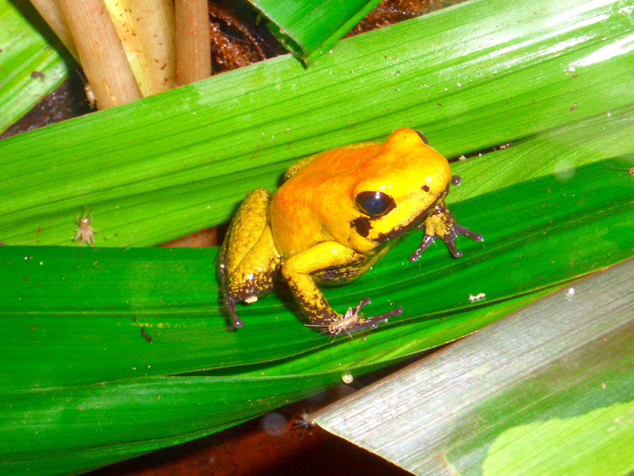 Fotografie von greenjagger für DesignCrowd (Community Contests) | Design #9056285